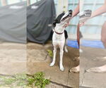 Small #2 American Pit Bull Terrier-Great Dane Mix