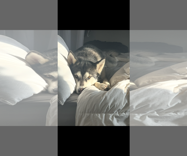 Medium Photo #2 Siberian Husky Puppy For Sale in Miami, FL, USA