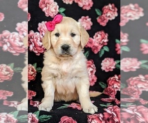 English Cream Golden Retriever Puppy for sale in PEACH BOTTOM, PA, USA