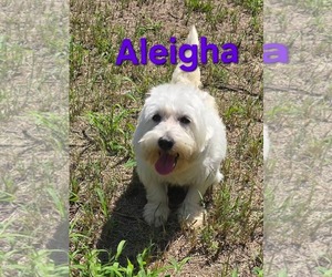 Mutt Dogs for adoption in Seaford, DE, USA