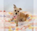 Small #3 Chihuahua Mix