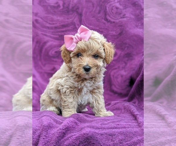 Medium Photo #6 Poochon Puppy For Sale in LINCOLN UNIV, PA, USA