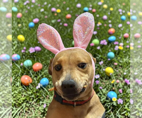 Medium Photo #2 Catahoula Leopard Dog-Unknown Mix Puppy For Sale in Germantown, OH, USA