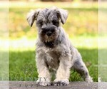 Small Schnauzer (Miniature)