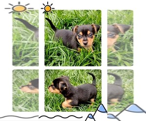 Chiweenie Puppy for sale in LEITCHFIELD, KY, USA