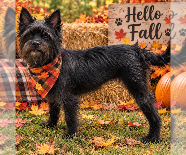 Medium Photo #3 Mutt Puppy For Sale in Yardley, PA, USA