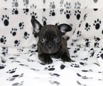 Small Photo #1 French Bulldog Puppy For Sale in PARKLAND, FL, USA