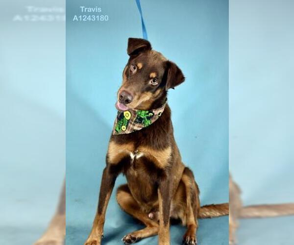 Medium Photo #2 Doberman Pinscher-Unknown Mix Puppy For Sale in Bakersfield, CA, USA