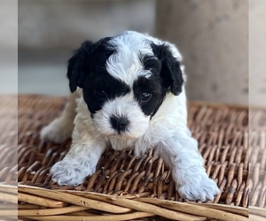 Havanese-Poodle (Toy) Mix Puppy for Sale in YANCEY, Texas USA