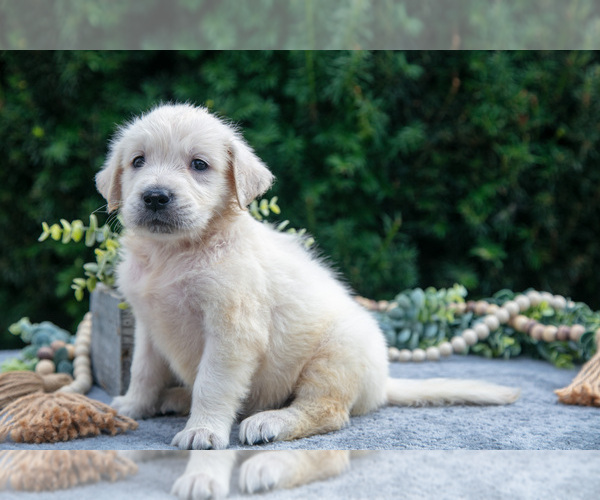 Medium Photo #9 English Cream Golden Retriever Puppy For Sale in HARLAN, IN, USA