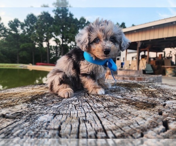Medium Photo #2 Miniature Australian Shepherd-Poodle (Toy) Mix Puppy For Sale in JONES, OK, USA