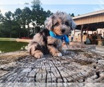 Small #1 Miniature Australian Shepherd-Poodle (Toy) Mix