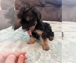 Small Photo #4 YorkiePoo Puppy For Sale in CASTROVILLE, TX, USA