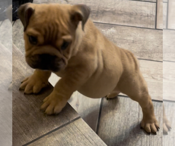 Medium Photo #6 English Bulldog Puppy For Sale in SPRING, TX, USA