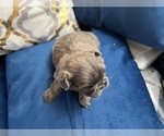 Small #12 Shih Tzu