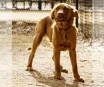 Small #17 Golden Shepherd
