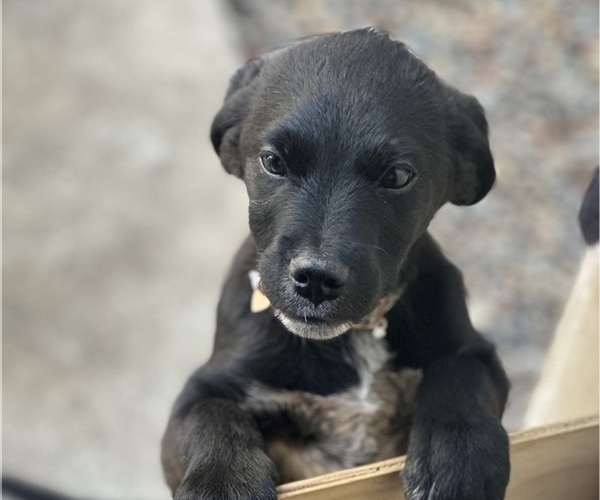 Medium Photo #2 Australian Cattle Dog-Unknown Mix Puppy For Sale in ELK GROVE, CA, USA
