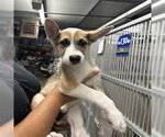 Small German Shepherd Dog Mix