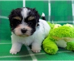 Small #3 Havanese