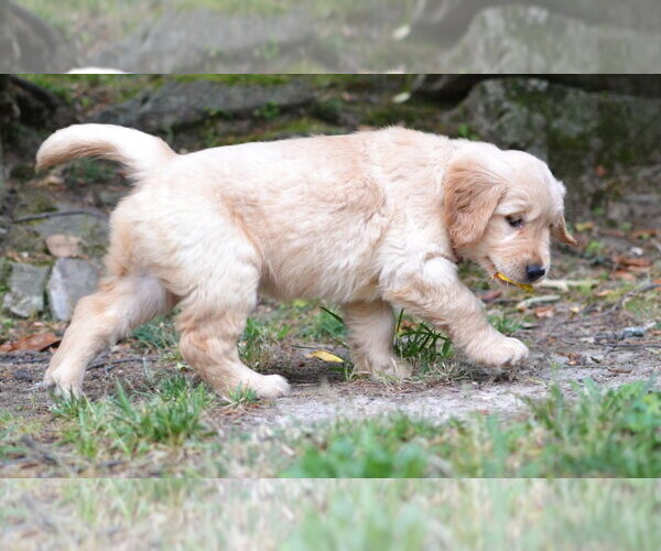 Medium Photo #2 Golden Retriever Puppy For Sale in Enfield, CT, USA