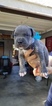 Puppy 3 American Pit Bull Terrier