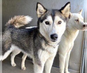 Siberian Husky Dogs for adoption in San Bernardino, CA, USA