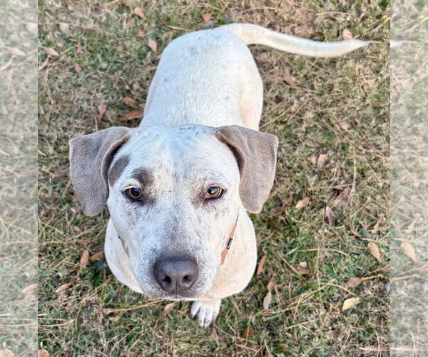 Medium Photo #3 Mutt Puppy For Sale in Rockaway, NJ, USA