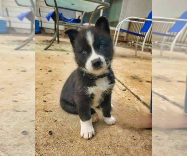 Medium Photo #3 Siberian Husky-Unknown Mix Puppy For Sale in Raleigh, NC, USA