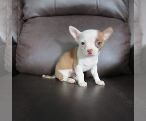 Chihuahua Puppy for sale in HAYES, VA, USA