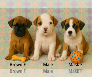 Boxer Puppy for sale in TROUPSBURG, NY, USA