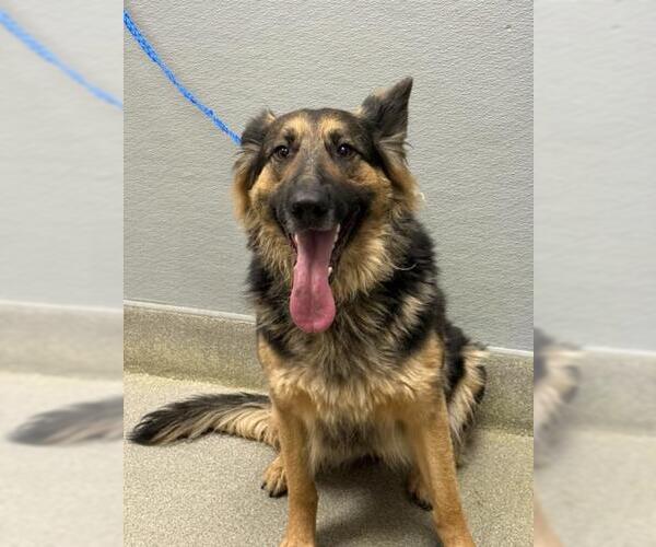 Medium Photo #1 German Shepherd Dog-Unknown Mix Puppy For Sale in Las Vegas, NV, USA