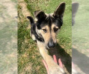 Tri Tip - Male Akita-German Shepherd Dog Mix Dog for Adoption - Photo #6