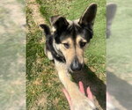 Small #5 Akita-German Shepherd Dog Mix