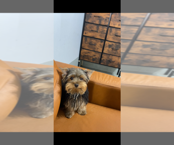 Medium Photo #1 Yorkshire Terrier Puppy For Sale in BETHLEHEM, GA, USA