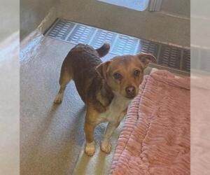 Chihuahua Dogs for adoption in San Martin, CA, USA