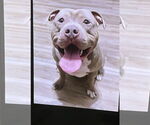 Small #5 American Staffordshire Terrier