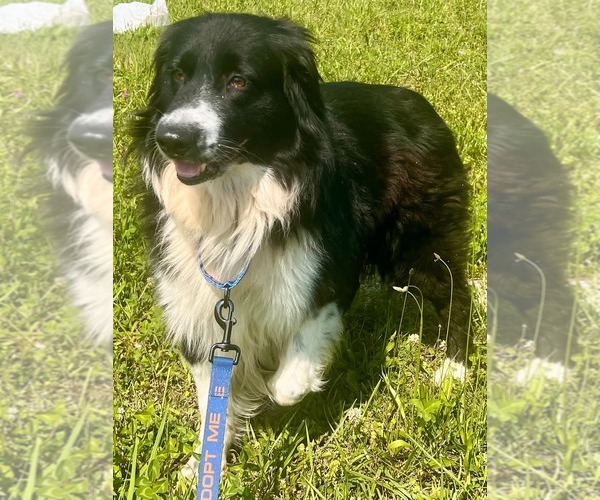 Medium Photo #3 Border-Aussie Puppy For Sale in Highland, IL, USA