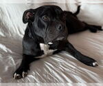 Small #31 Bulldog Mix