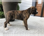 Small Photo #2 Boxer Puppy For Sale in BECKS MILLS, OH, USA