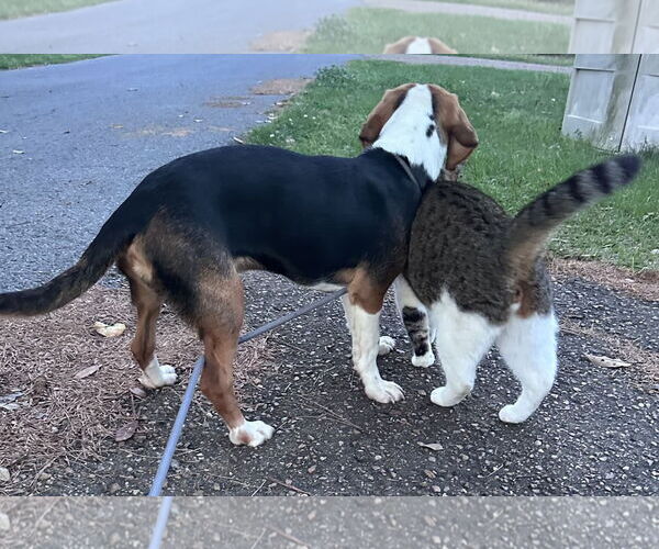 Medium Photo #5 Beagle Puppy For Sale in Dunnellon, FL, USA