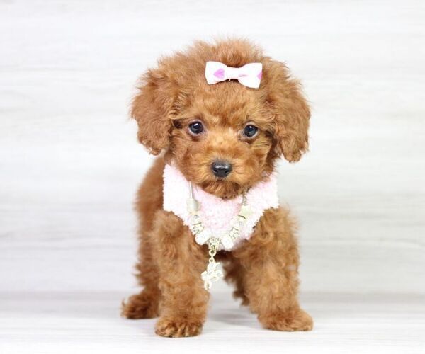 Medium Photo #1 Poodle (Miniature) Puppy For Sale in LAS VEGAS, NV, USA