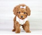 Small Photo #1 Poodle (Miniature) Puppy For Sale in LAS VEGAS, NV, USA