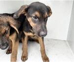 Small #1 German Shepherd Dog Mix
