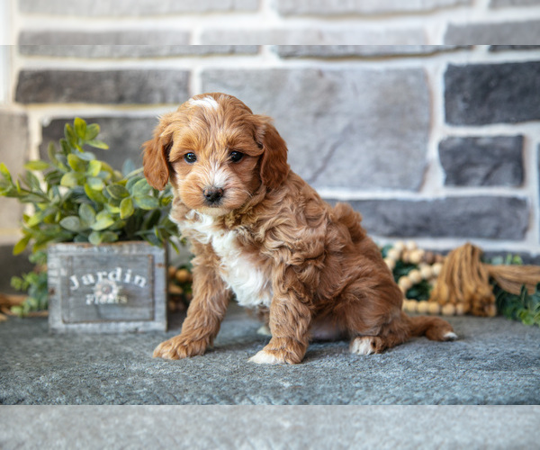 Medium Photo #1 Goldendoodle (Miniature) Puppy For Sale in MIFFLINBURG, PA, USA