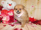 Small Photo #2 Yoranian Puppy For Sale in HAMMOND, IN, USA