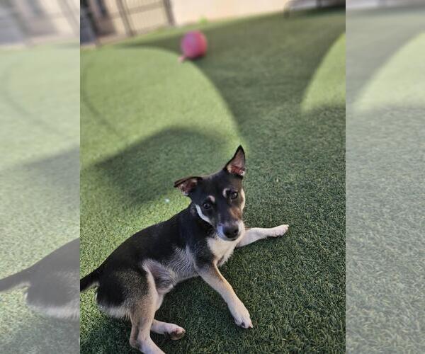 Medium Photo #2 Chihuahua-Unknown Mix Puppy For Sale in Rockwall, TX, USA