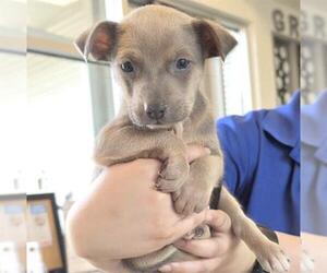 Labrador Retriever Dogs for adoption in Houston, TX, USA