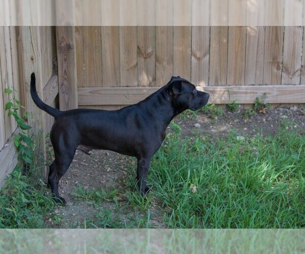 Medium Photo #4 American Pit Bull Terrier Puppy For Sale in Jackson, MS, USA