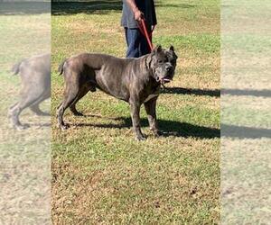 Father of the Cane Corso puppies born on 09/20/2022