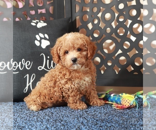 Medium Photo #2 Poochon Puppy For Sale in MOUNT VERNON, OH, USA